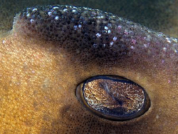 Eye and Crest, Port Jackson Shark by Doug Anderson 